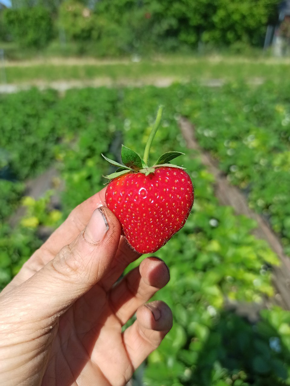 Petits fruits